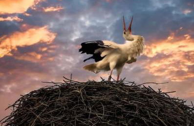 Storchennest - Foto 1