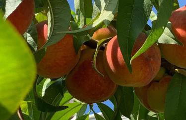 Villa Adriana SIKOVO - Foto 39