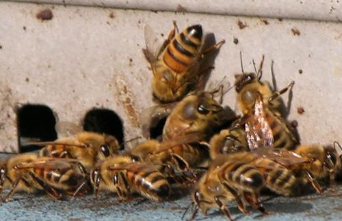 Agriturismo l'Arbo - Foto 23