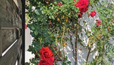 Sonnenoase Lindenberg - Foto 3, Other