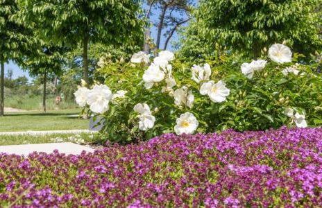 Villa Schmidt Apartments - Strandhaus direkt am Meer mit Sauna, Sport und Dünengarten - Deluxe - Foto 15