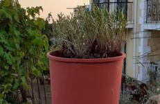 Mimi's sunnyview house - Foto 16