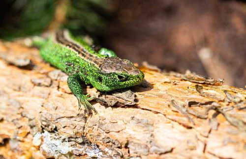 Sarnówka KDN - Foto 27