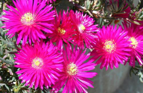 Casa D' Joao Enes - Afife Residence - Foto 78