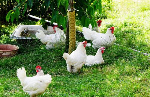 Ferienhof Obertennersreuth - Foto 9