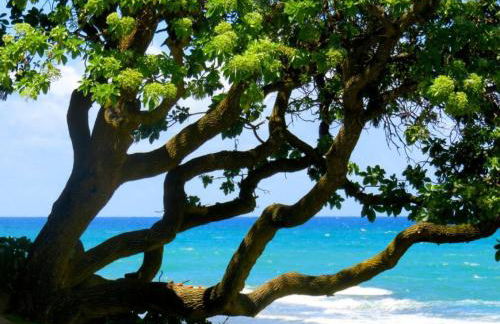 Turtle Bay Perfect Family Destination near beach - Foto 10