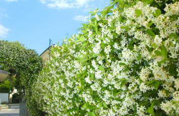 Riviera Residence - Foto 46