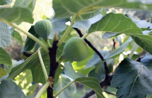 Turković Apartments - Foto 37