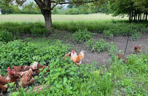 Ferienwohnung Antonie - Foto 10