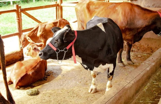 Hotel Fazenda Vale Amanhecer - Photo 58