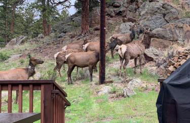 Lux 3BR Home - Wildlife & Views near RMNP - Foto 30