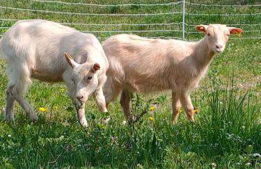 B&B Naturin - Eco Farm - Foto 6