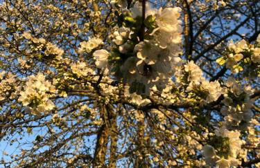 Pension 'Am Vogelherd' - Foto 33