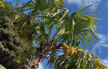 Caesars Lodge - Photo 73