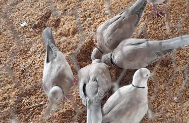 Flat Divina Paz Monte Castelo - Photo 9