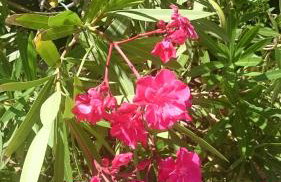 Apartmani Mujagic - Photo 17