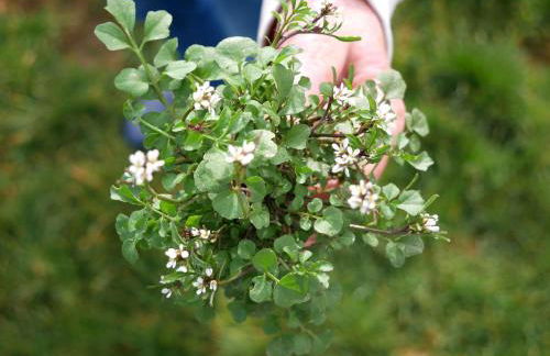 Ferienwohnung Obere Alm - Foto 21