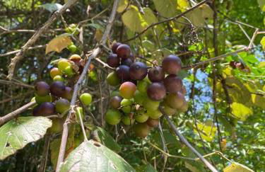 Pecan Grove Cabin - Foto 24