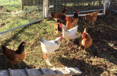 on the Willmann farm - Foto 32