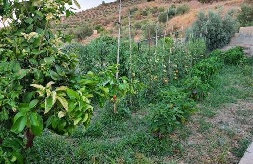 Cortijo Don Enrique - Foto 50