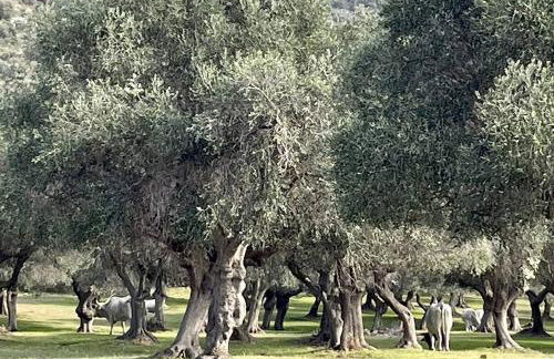 Apartment Piazzetta - Foto 15