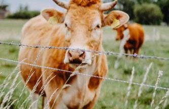 Agroturystyka pod jeleniem - Foto 46