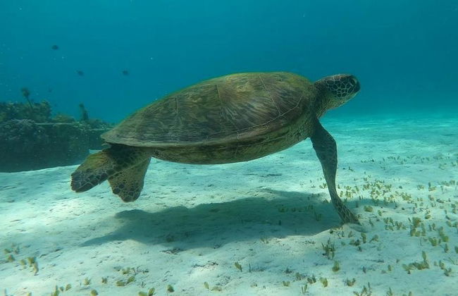 Croisière aux îles de Bohol - Excursion privée - Photo 1