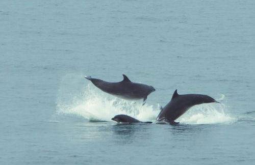 Bright comfy home, sea views and big skies - Foto 16