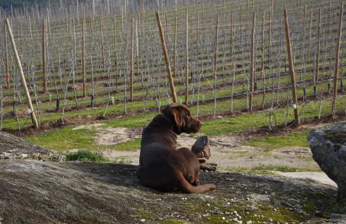 Casa do Feitor - Douro - Quinta da Cabrida - Foto 69