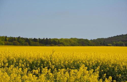 Reethäuser auf Rügen - Foto 18