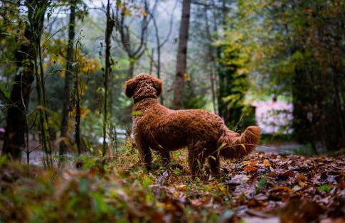 St Johns Ridge - Foto 22