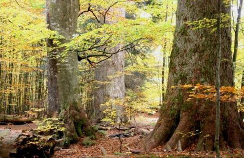 Das Alte Forsthaus Spiegelhütte - Foto 27