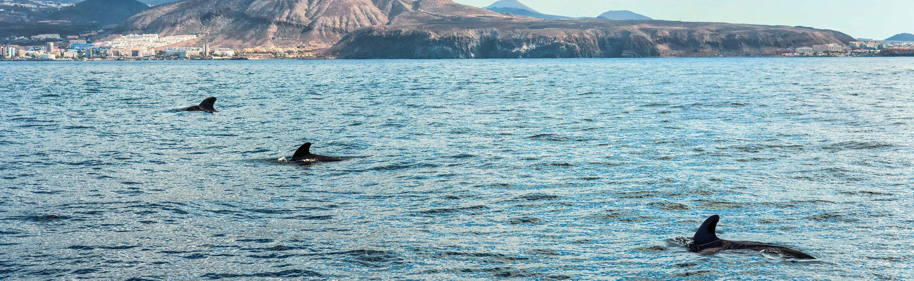 Paseo en velero con avistamiento de cetáceos