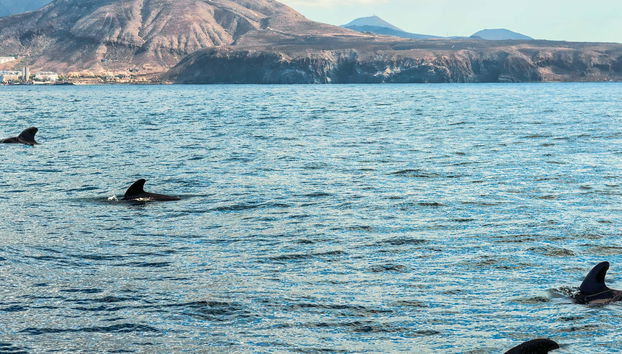Giro in veliero con avvistamento di cetacei - Foto 4