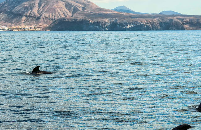 Giro in veliero con avvistamento di cetacei - Foto 4