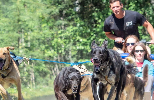 Mushing en Willow, paseo en trineo de perros en verano - Foto 7