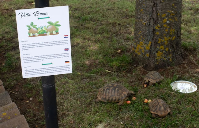 Villa Jakov - Foto 64