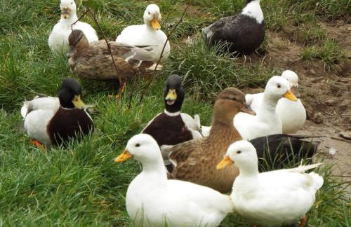 The old hayloft on 22 acre country smallholding - Foto 47