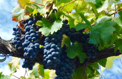 LASUITE Domaine Bertuli, heated Pool, Aircon - Foto 47