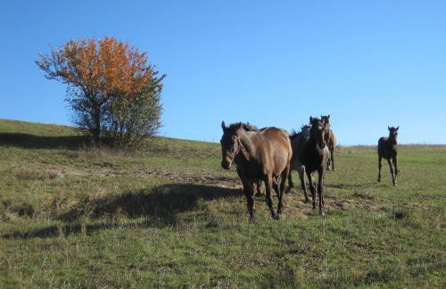 Ferienwohnung "Galerie" - Foto 20