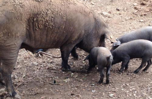 Casa Rural Monterrey Aroche - Foto 33