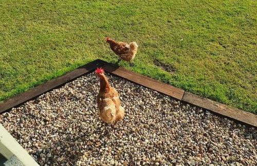 The Woodpeckers - Alresford Essex - Foto 35