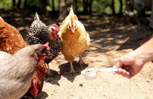 Spacious Cottage Rental for Group Getaway on Ranch near Dallas, Texas - Foto 30