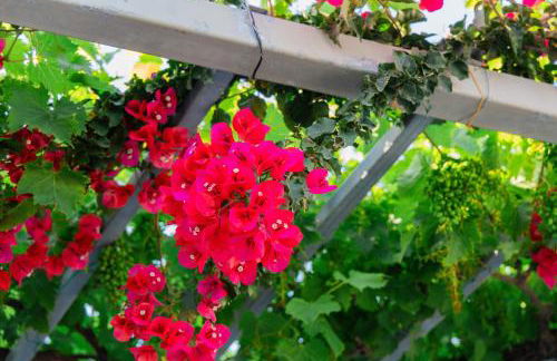 Sunsea Wellness Resort - Foto 69