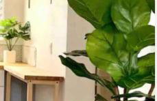 Summer spirit Neapolis - Photo 25