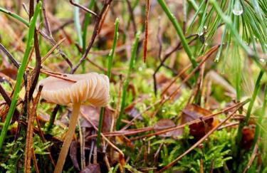 Tiny House am Waldrand - Foto 24