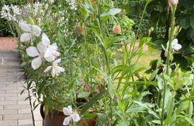 Bahnhof Vaale • Fliegender Hamburger - Foto 10