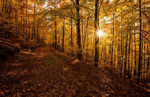 Casinhas das Tílias - Foto 33