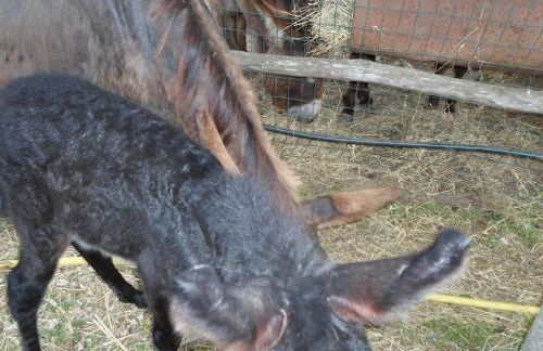 Azienda Agrituristica Pericle - Foto 28