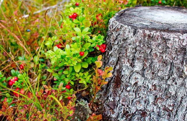 4 Person Holiday Home in Salen - Foto 19